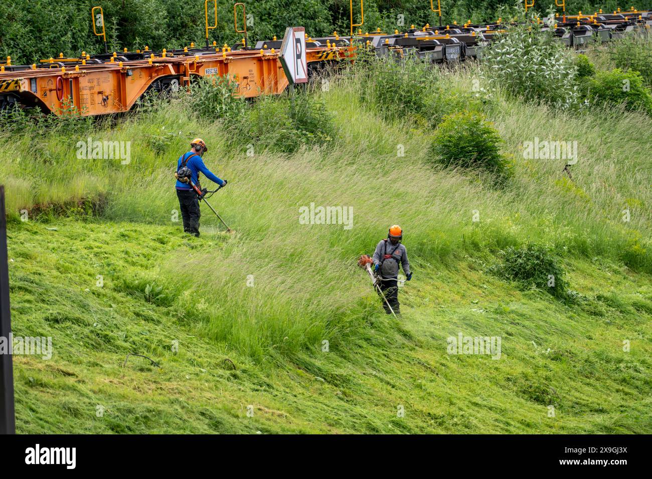 Entretien de paysage, herbe haute, coupe sur une ferme commerciale, jardinier, entretien de paysage, coupe d'herbe avec une débroussailleuse, Allemagne, Banque D'Images