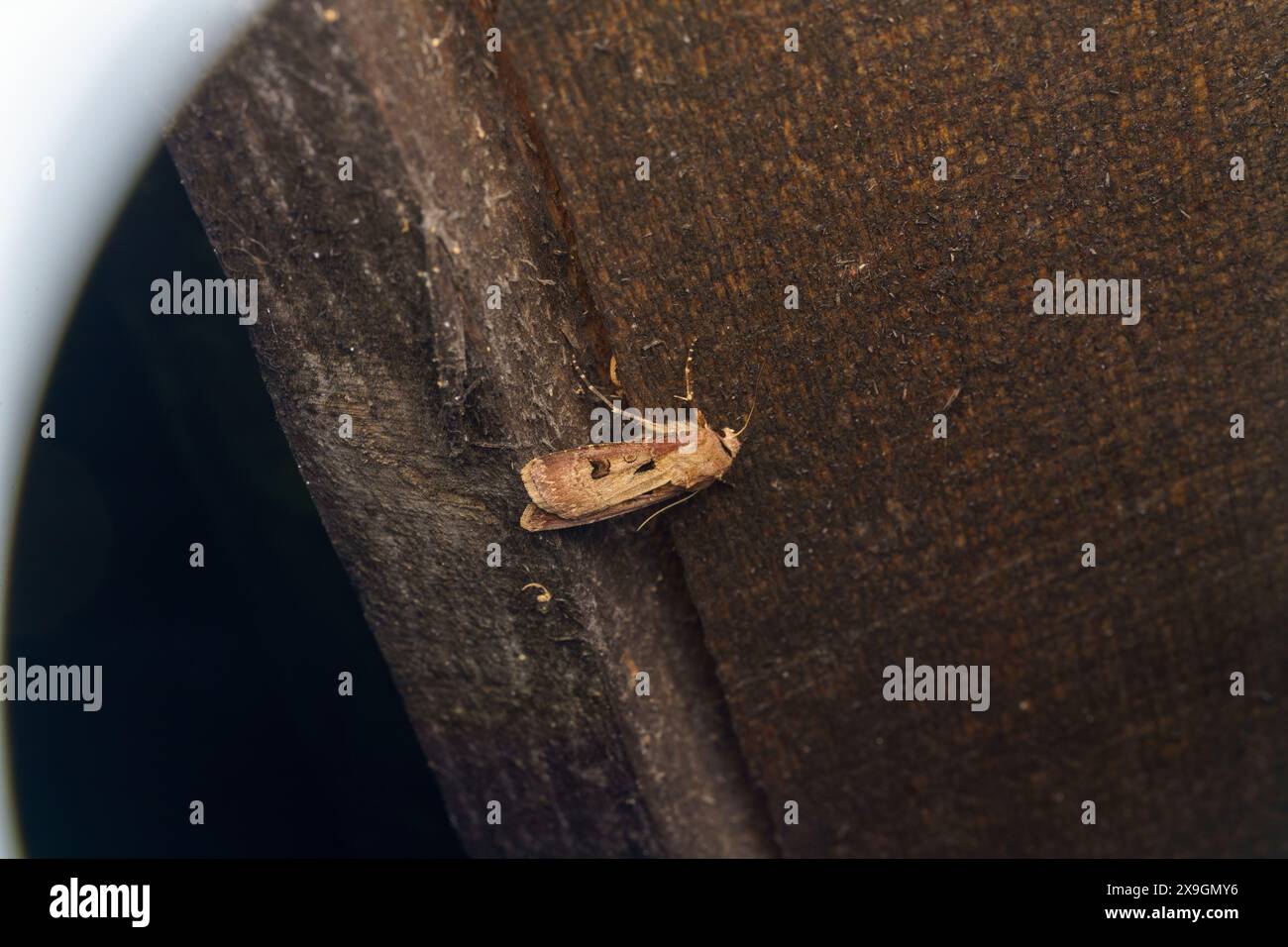 Agrotis exclamationis famille Noctuidae genre Agrotis coeur et fléchette papillon nature sauvage photographie d'insectes, image, papier peint Banque D'Images
