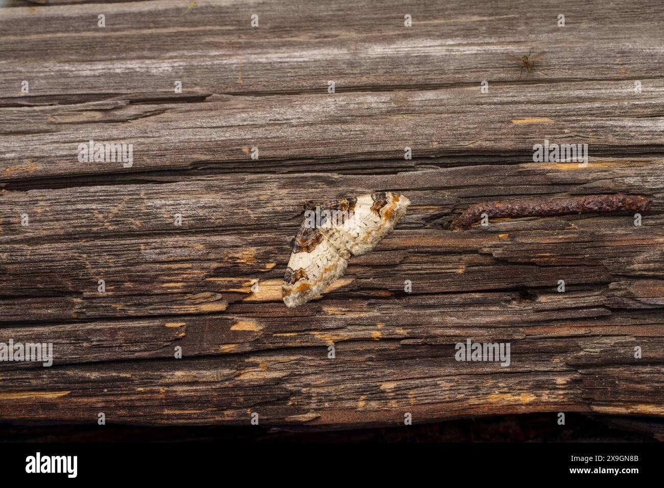 Catarhoe cuculata famille Geometridae genre Catarhoe Royal Mantle Moth nature sauvage photographie d'insectes, image, papier peint Banque D'Images