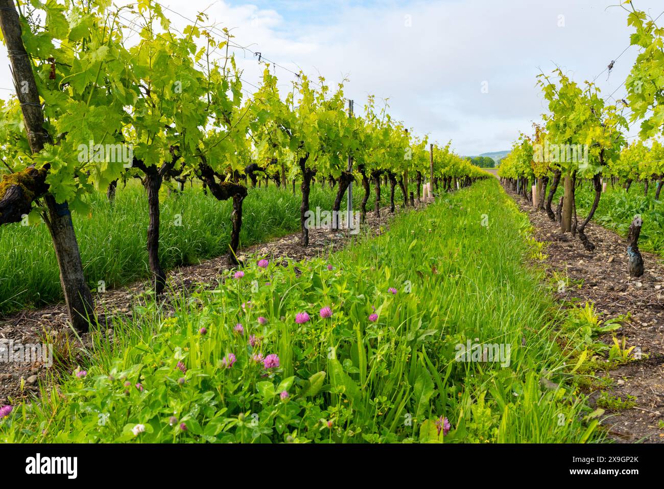 Été sur les vignobles de la région des vins blancs de Cognac, Charente, raisin blanc ugni blanc utilisations pour la distillation des spiritueux forts de Cognac et la vinification, France, Banque D'Images