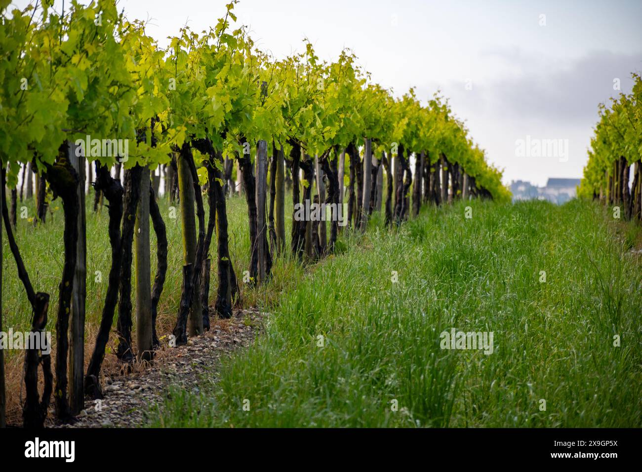 Été sur les vignobles de la région des vins blancs de Cognac, Charente, raisin blanc ugni blanc utilisations pour la distillation des spiritueux forts de Cognac et la vinification, France, Banque D'Images