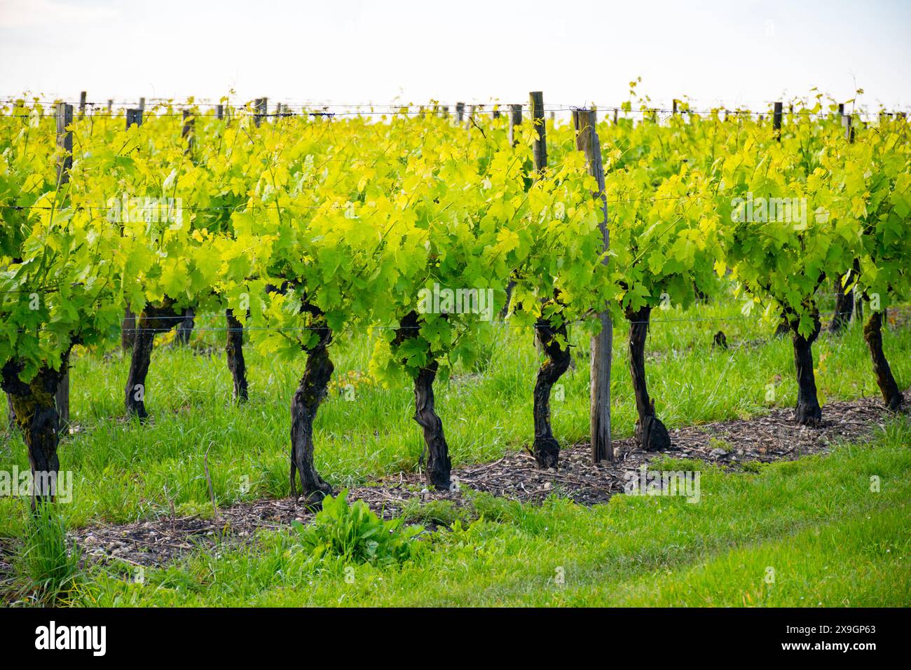 Été sur les vignobles de la région des vins blancs de Cognac, Charente, raisin blanc ugni blanc utilisations pour la distillation des spiritueux forts de Cognac et la vinification, France, Banque D'Images