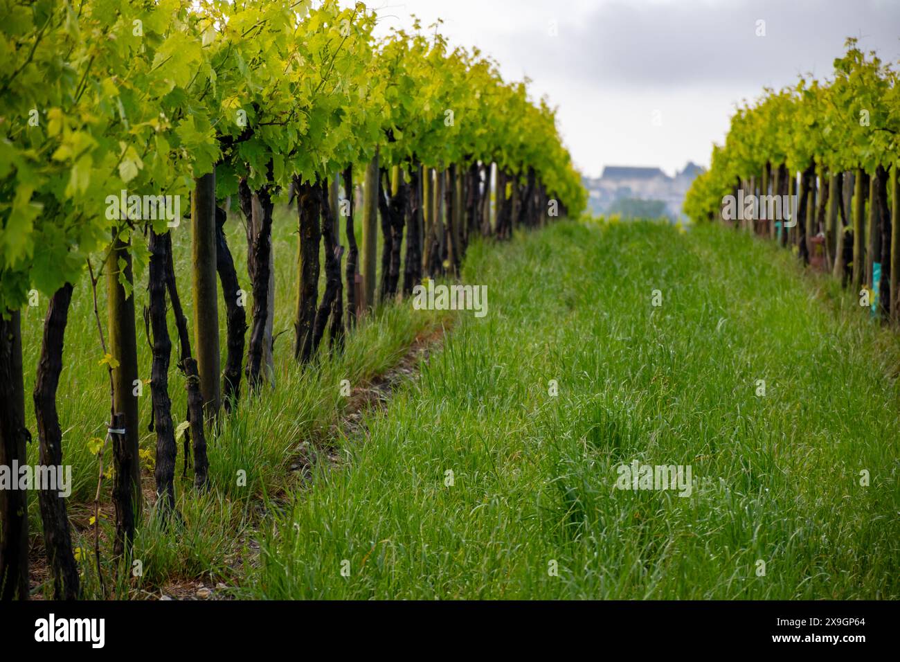 Été sur les vignobles de la région des vins blancs de Cognac, Charente, raisin blanc ugni blanc utilisations pour la distillation des spiritueux forts de Cognac et la vinification, France, Banque D'Images