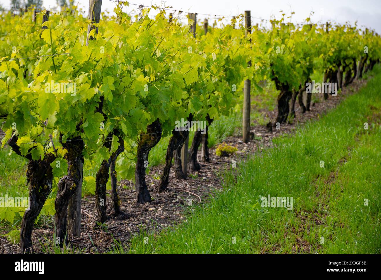 Été sur les vignobles de la région des vins blancs de Cognac, Charente, raisin blanc ugni blanc utilisations pour la distillation des spiritueux forts de Cognac et la vinification, France, Banque D'Images