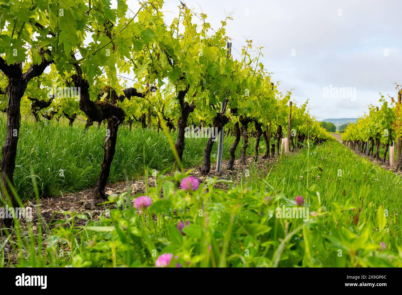 Été sur les vignobles de la région des vins blancs de Cognac, Charente, raisin blanc ugni blanc utilisations pour la distillation des spiritueux forts de Cognac et la vinification, France, Banque D'Images