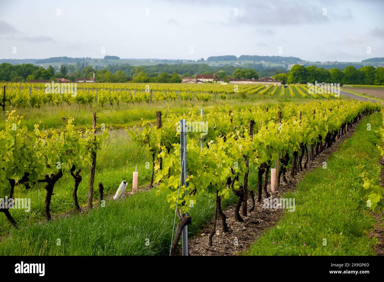 Été sur les vignobles de la région des vins blancs de Cognac, Charente, raisin blanc ugni blanc utilisations pour la distillation des spiritueux forts de Cognac et la vinification, France, Banque D'Images