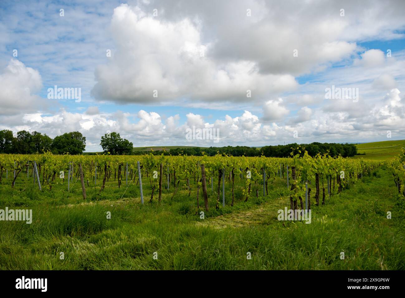 Été sur les vignobles de la région des vins blancs de Cognac, Charente, raisin blanc ugni blanc utilisations pour la distillation des spiritueux forts de Cognac et la vinification, France, Banque D'Images