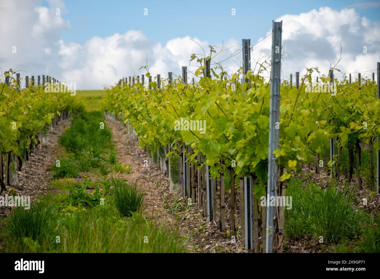 Été sur les vignobles de la région des vins blancs de Cognac, Charente, raisin blanc ugni blanc utilisations pour la distillation des spiritueux forts de Cognac et la vinification, France, Banque D'Images