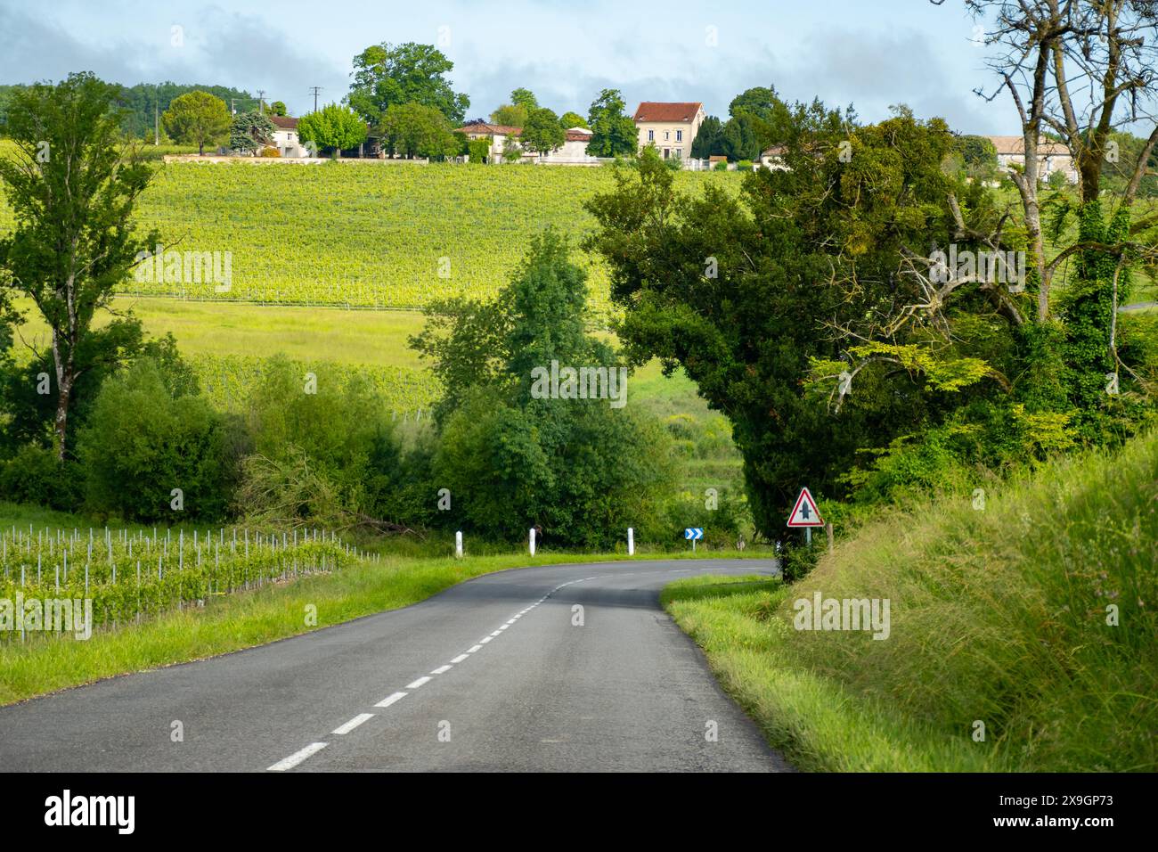 Été sur les vignobles de la région des vins blancs de Cognac, Charente, raisin blanc ugni blanc utilisations pour la distillation des spiritueux forts de Cognac et la vinification, France, Banque D'Images