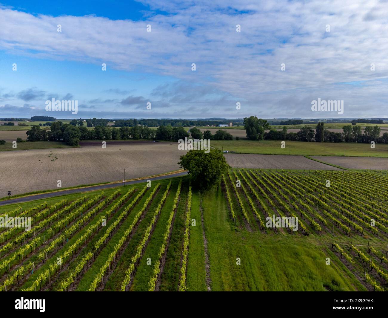 Été sur les vignobles de la région des vins blancs de Cognac, Charente, raisin blanc ugni blanc utilisations pour la distillation des spiritueux forts de Cognac et la vinification, France, Banque D'Images