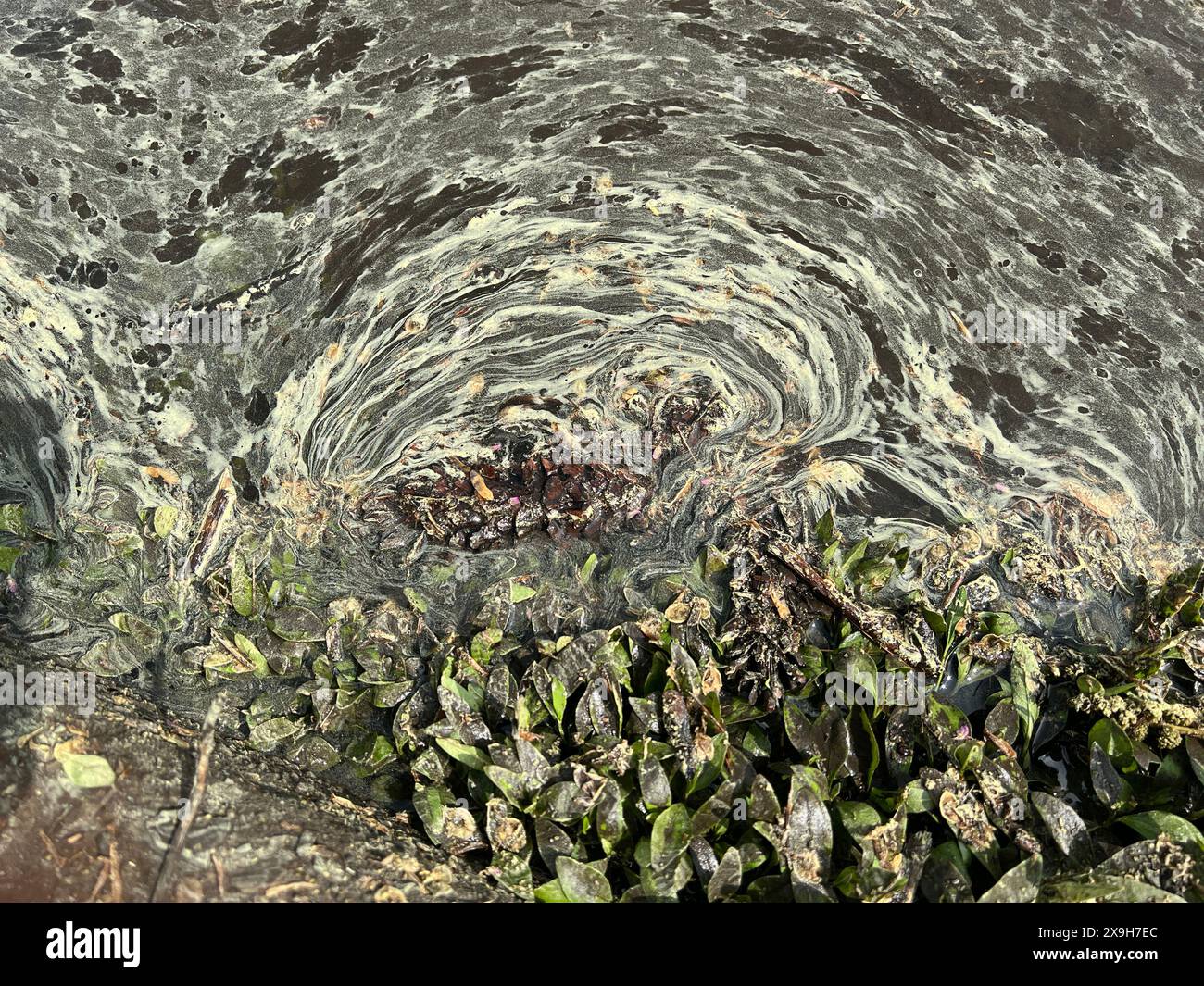 Motifs abstraits dans l'eau le long du bord du lac à Prospect Park, Brooklyn, New York. Banque D'Images