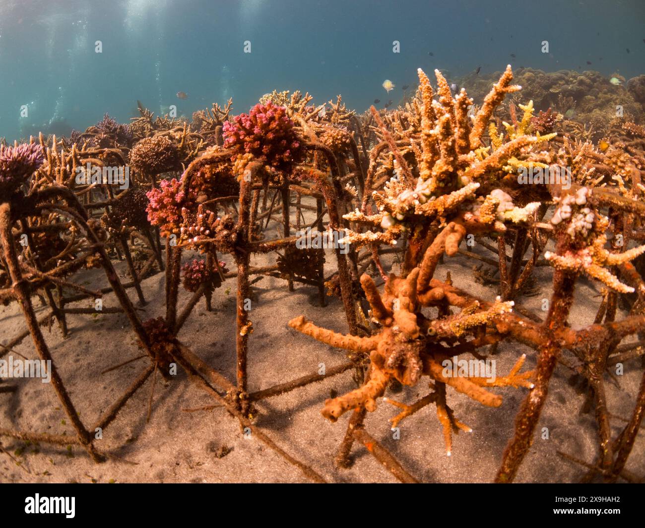 Projet de restauration du corail, Maumere Coral Transplantasi, Flores, Indonésie Banque D'Images