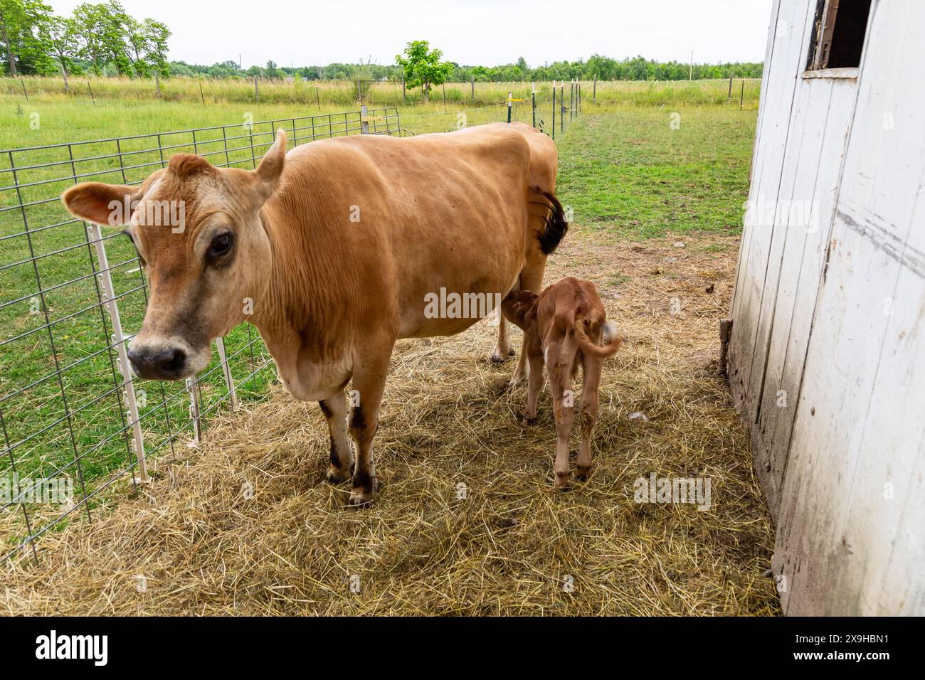 Un veau taureau nourrit de sa mère, une vache Jersey brune, dans une ferme du comté de DeKalb près de Spencerville, Indiana, États-Unis. Banque D'Images