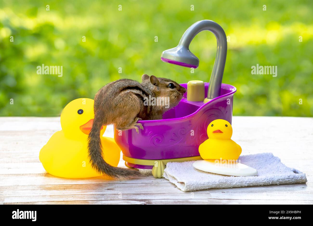 Un minuscule chipmunk se prépare à se doucher dans ce joli bac à jouet violet, avec du savon et des canards Banque D'Images