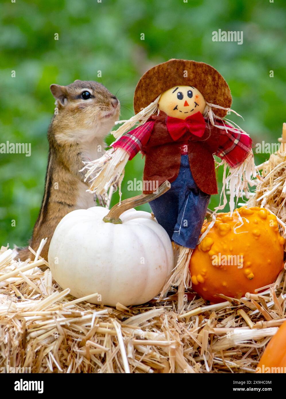 chipmunk essaie de se faire un ami avec ce mignon épouvantail d'automne dans le jardin Banque D'Images
