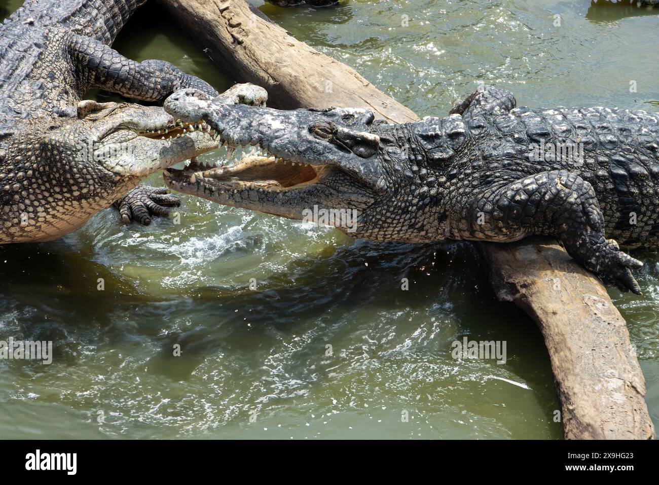 Combat de crocodiles dans l'eau Banque D'Images