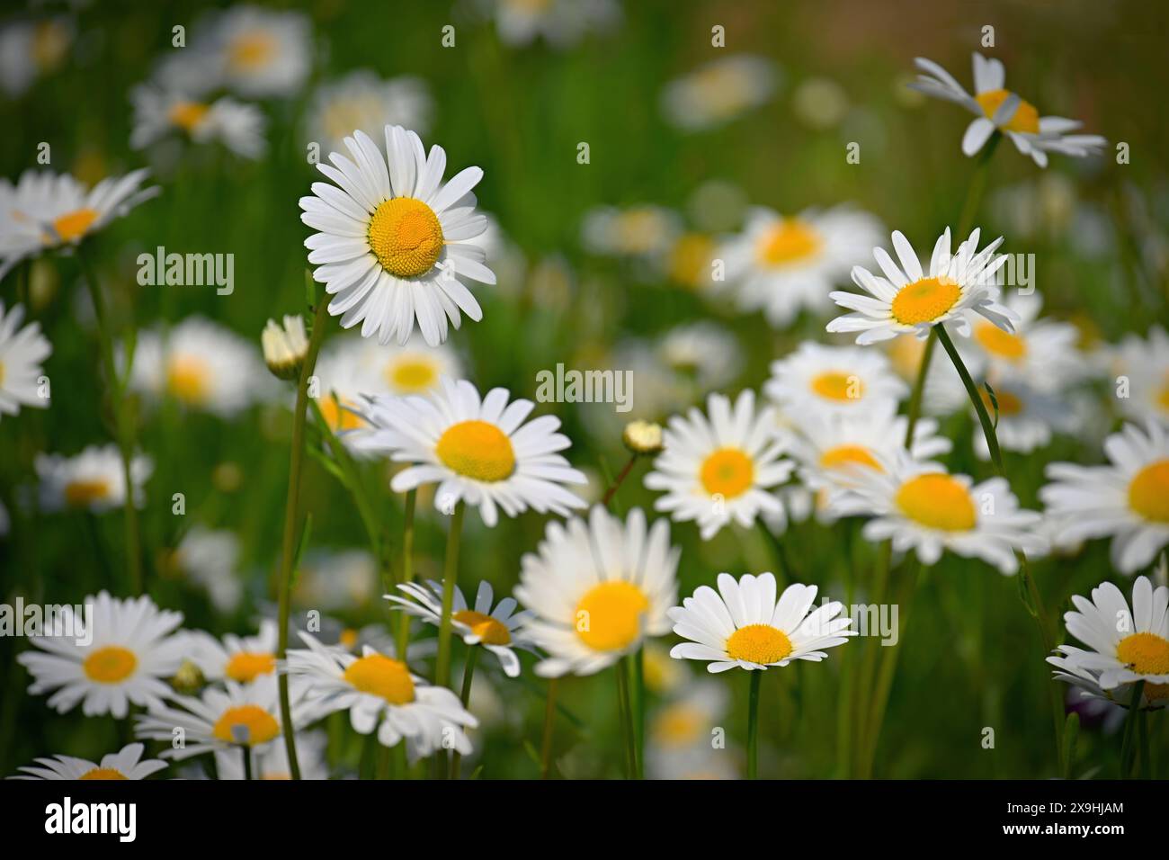 Fleurs dans le pré. Beau fond naturel avec marguerites au printemps et jour ensoleillé. Banque D'Images