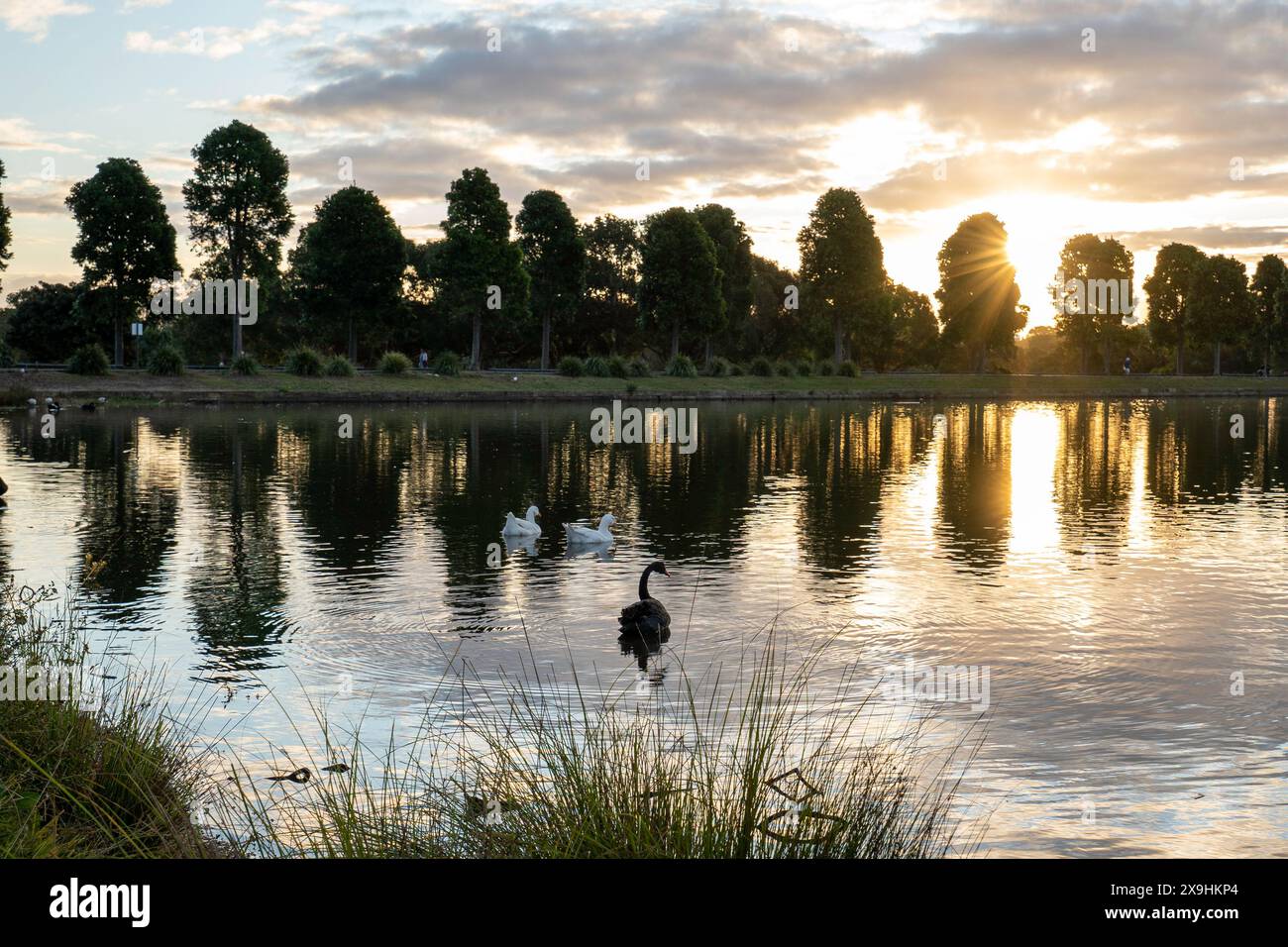 Reflets du coucher du soleil sur un étang dans Centennial Park à Sydney, Australie Banque D'Images