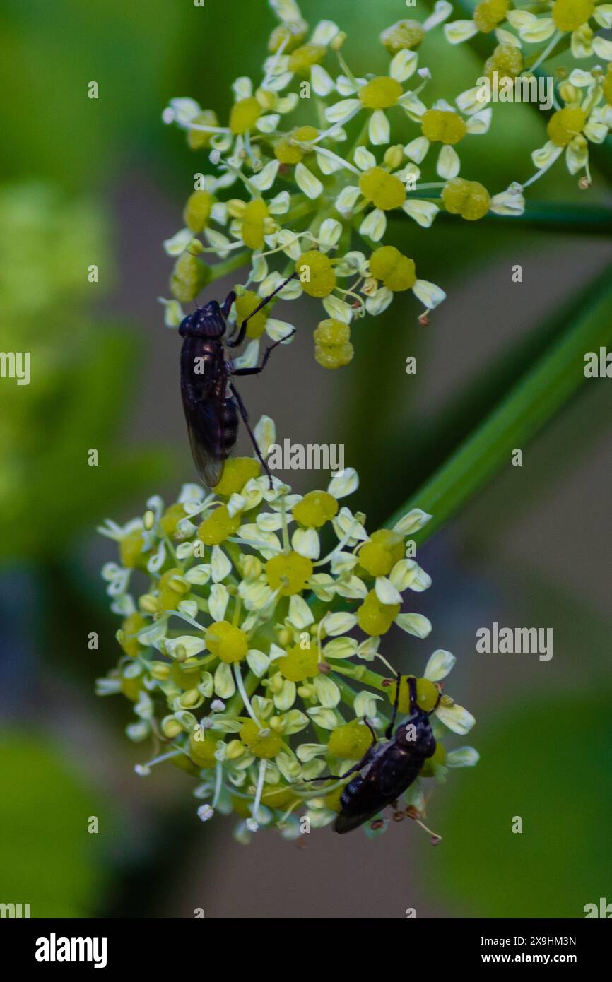une mouche sauvage sur une fleur Banque D'Images