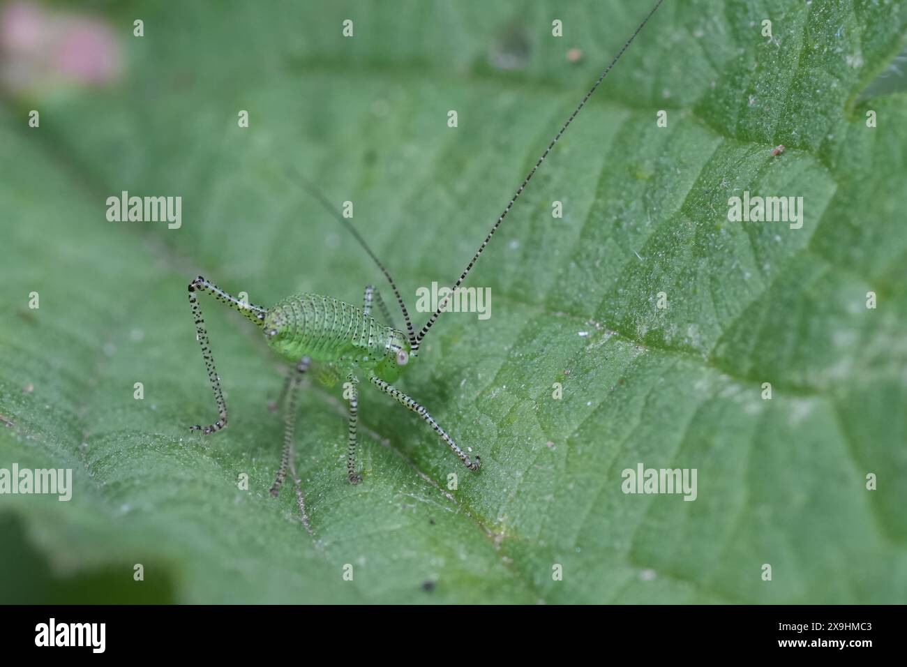 Gros plan détaillé sur une petite nymphe européenne du cricket moucheté du Bush, Leptophyes punctatissima assis sur une feuille verte Banque D'Images