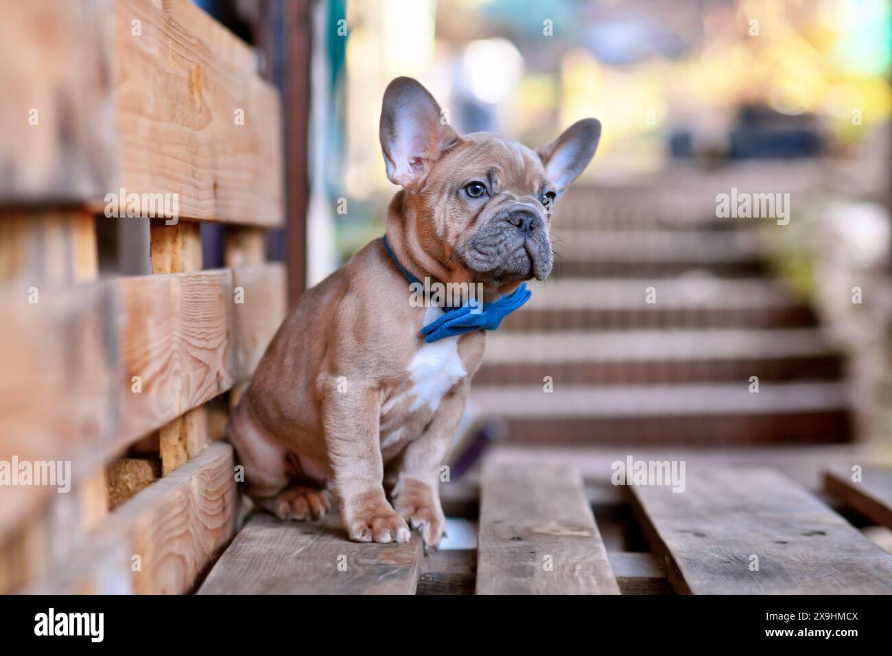 Jeune chien bouledogue français bleu fauve rouge portant un noeud papillon bleu Banque D'Images