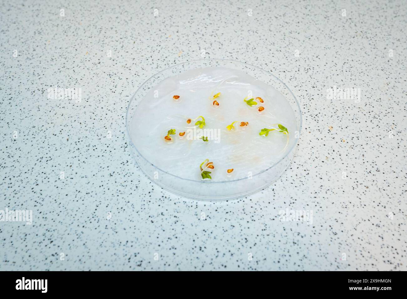 Des graines de cresson (Lepidium sativum) ont germé sur une boîte de Pétri lors d'une expérience de biologie au lycée. Banque D'Images