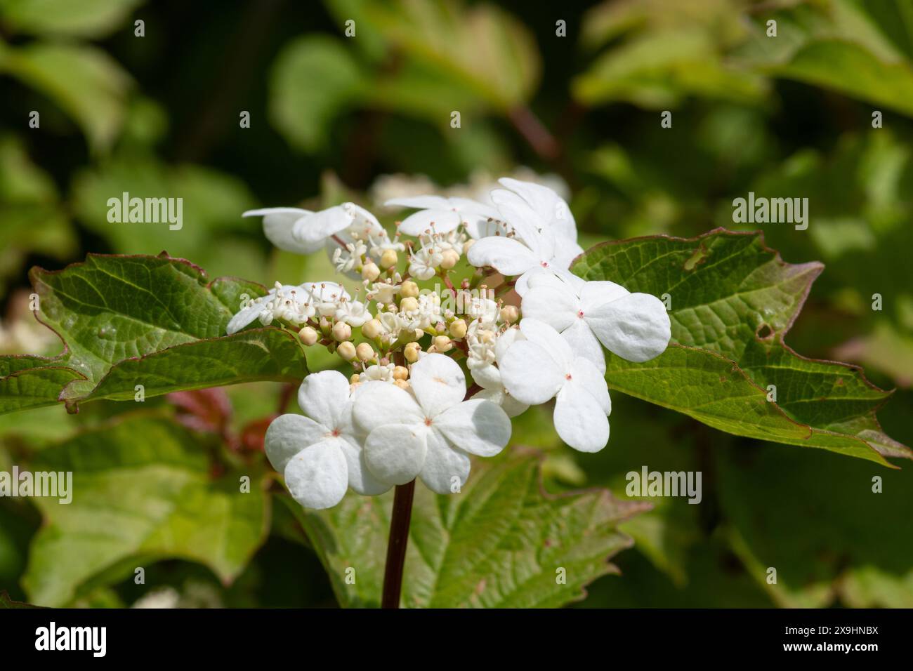 Rose de guelder (Viburnum opulus), gros plan de l'ombel fleuri et des feuilles de l'arbre de haie, Angleterre, Royaume-Uni, en mai Banque D'Images