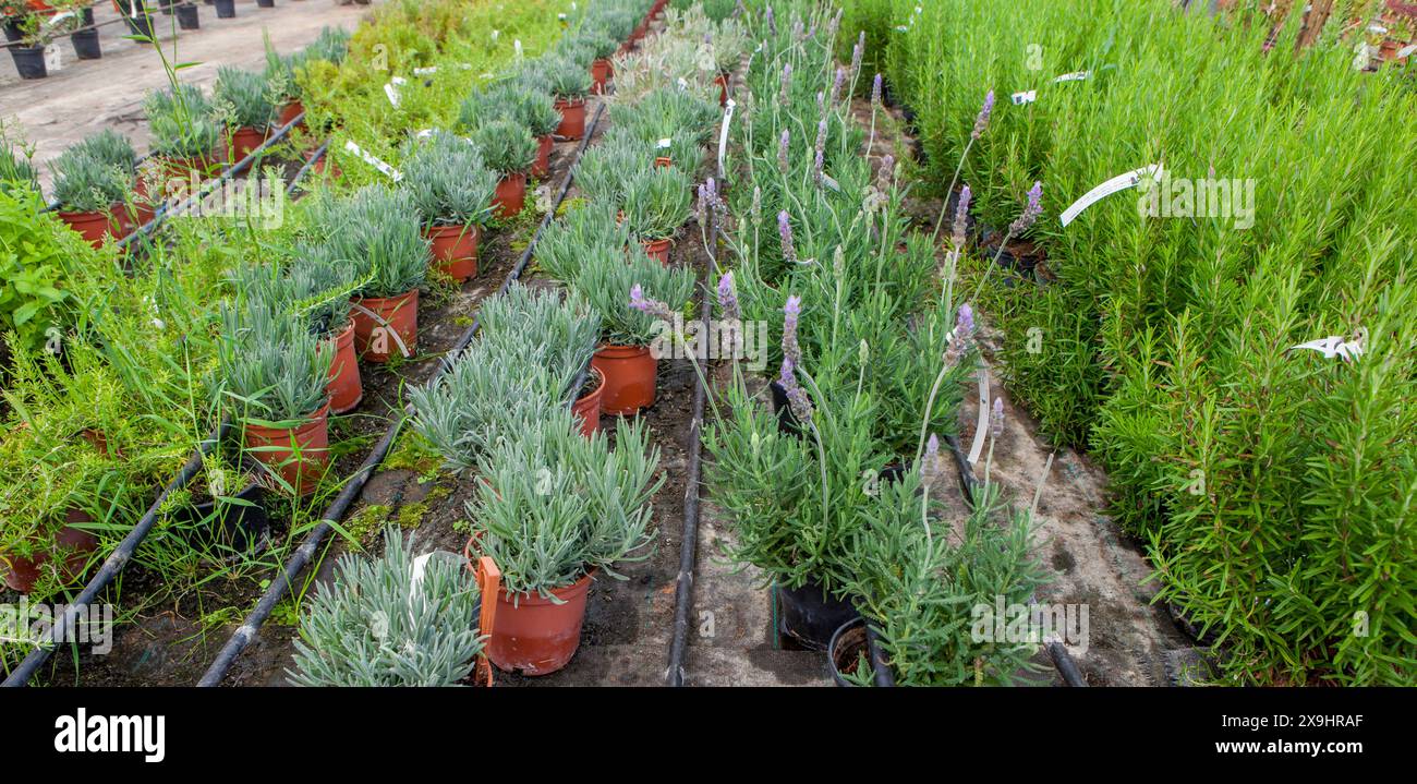 Piste pour la reproduction de plantes dans une pépinière. Rangées de jeunes arbres Banque D'Images