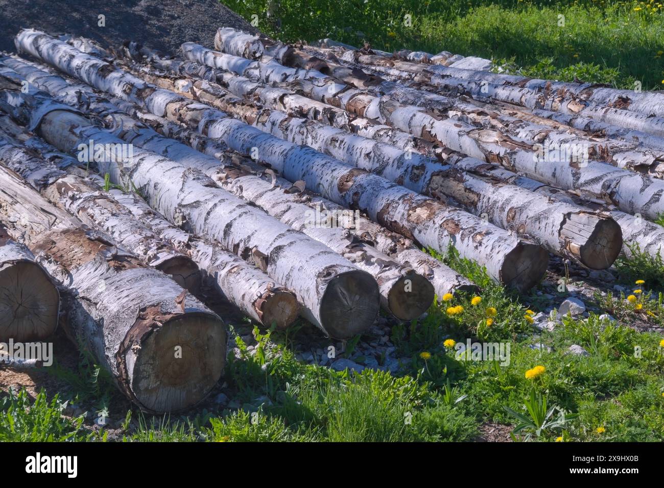 Les bûches de bouleau reposent sur l'herbe verte gros plan. Banque D'Images