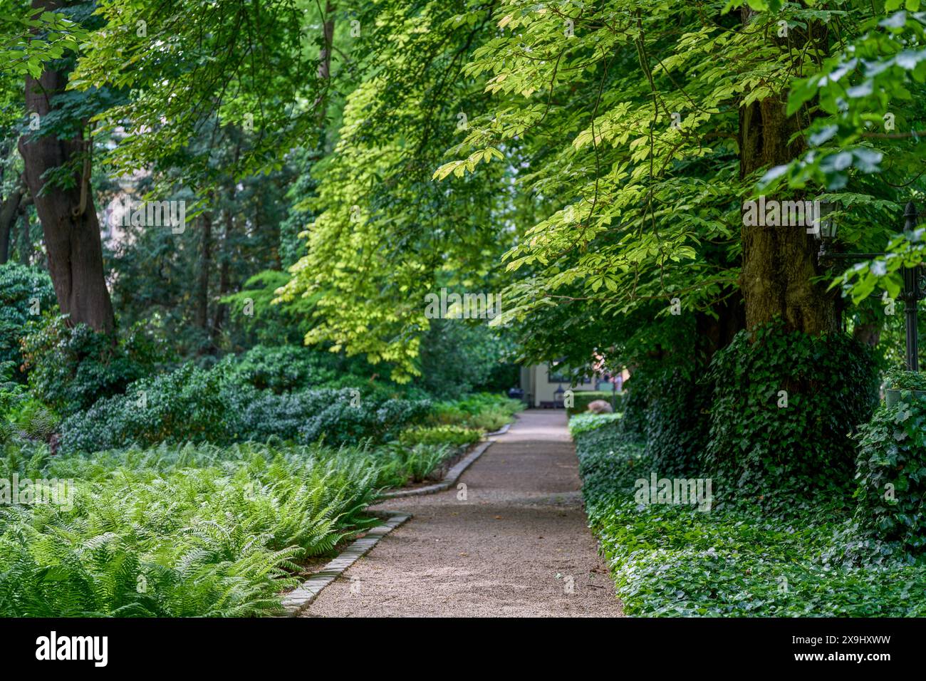 Vieux châtaigniers le long des deux côtés de la voie Batanical Gardens Wroclaw basse Silésie Pologne Banque D'Images