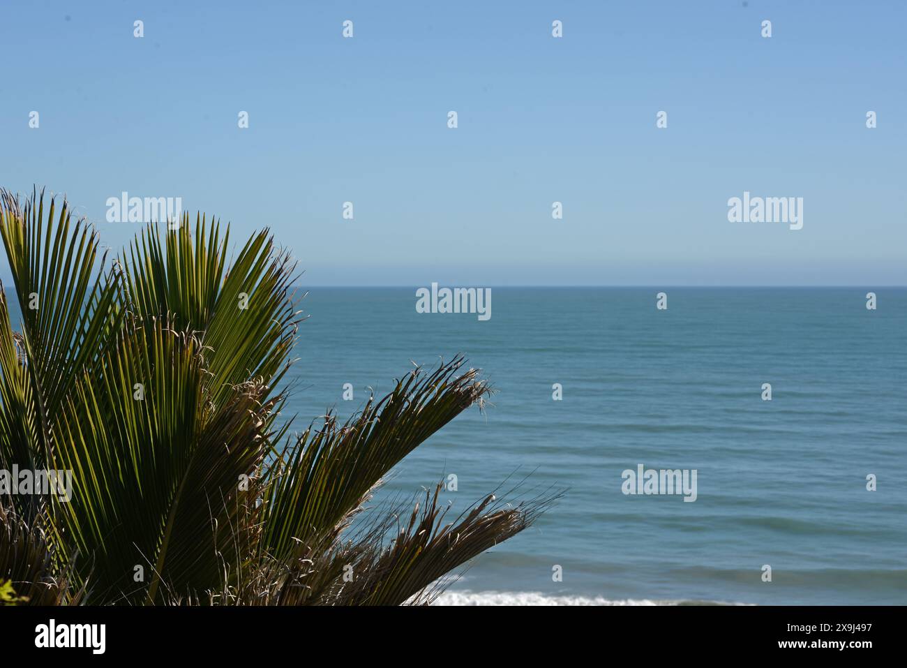 Un palmier nikau surplombe l'océan Pacifique près de point Elizabeth sur la côte ouest de la Nouvelle-Zélande Banque D'Images
