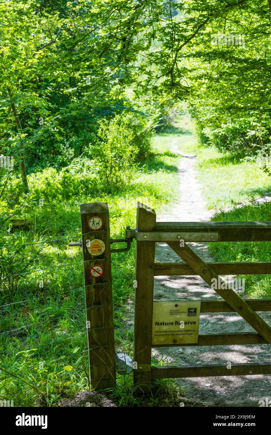 Warburg nature Reserve, Henley-on-Thames, Oxfordshire, Angleterre, Royaume-Uni, GB. Banque D'Images