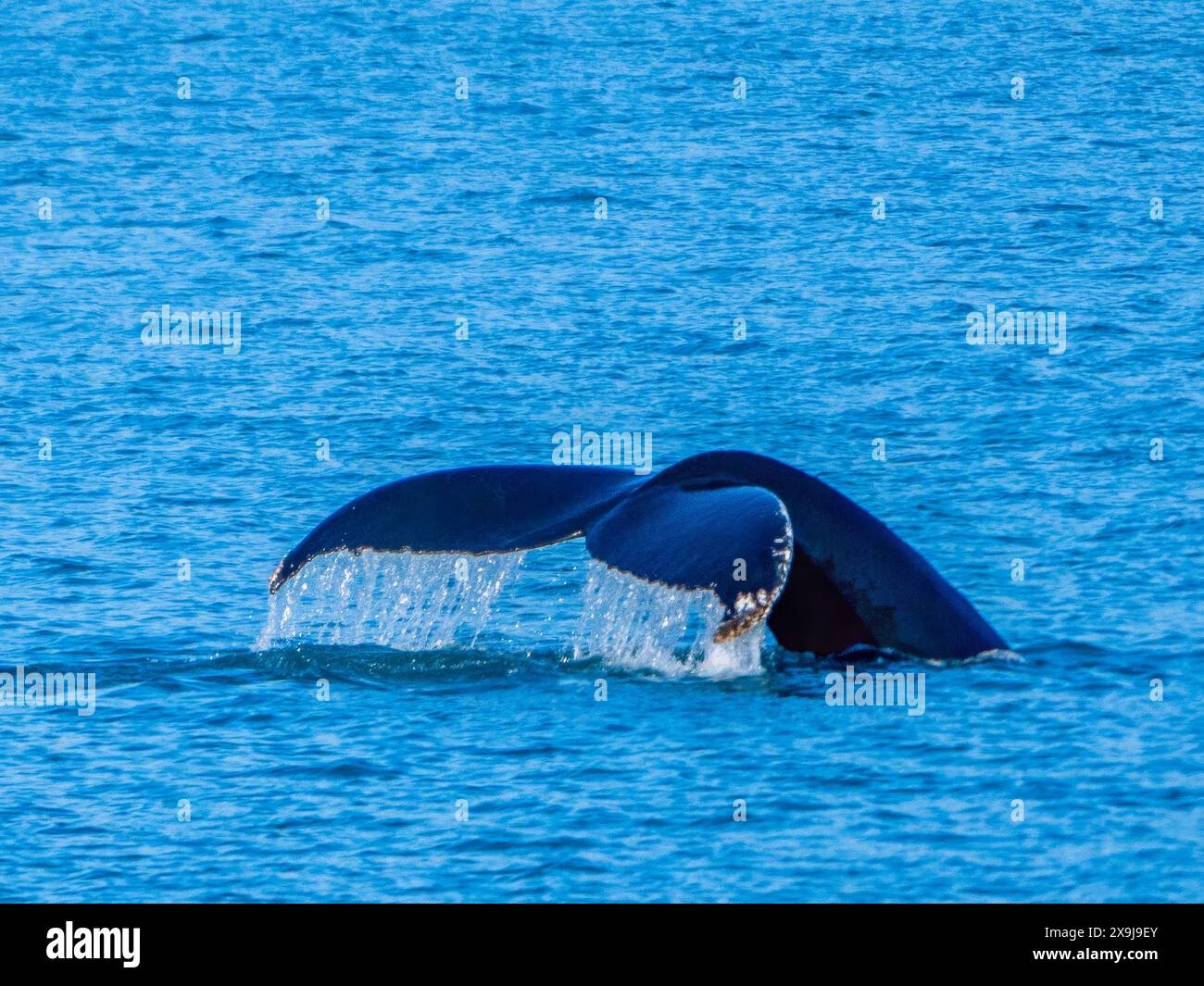 Nageoire de queue de baleine à bosse (fluke) prise dans le fjord Johan Petersen dans l'est du Groenland. Banque D'Images