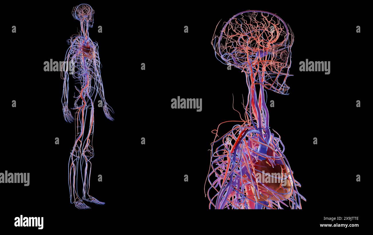 Anatomie du système circulatoire artériel et veineux humain, illustration médicalement précise du cœur avec vains et artères, schéma des vaisseaux sanguins, vaisseaux, Banque D'Images