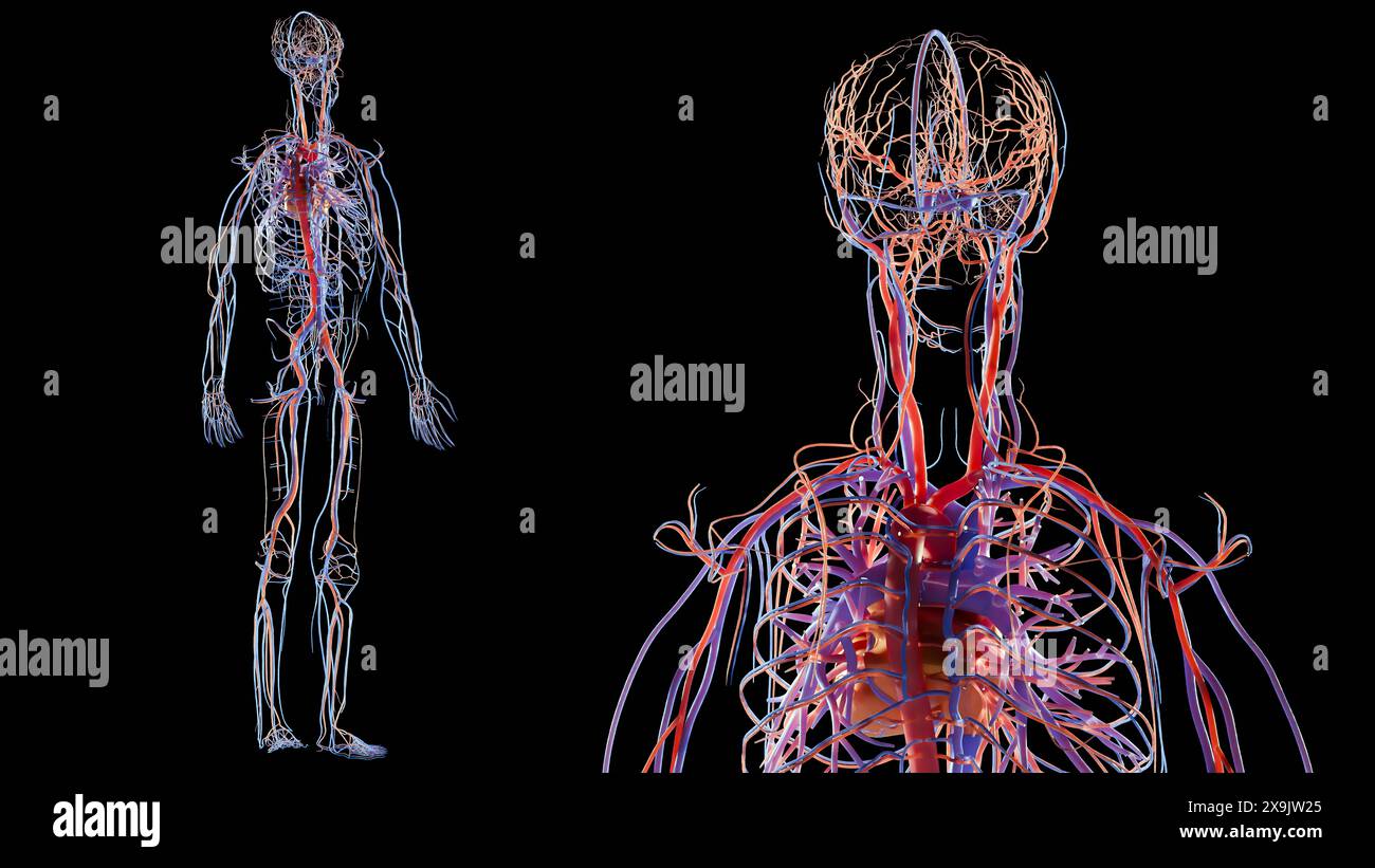 Anatomie du système circulatoire artériel et veineux humain, illustration médicalement précise du cœur avec vains et artères, schéma des vaisseaux sanguins, vaisseaux, Banque D'Images