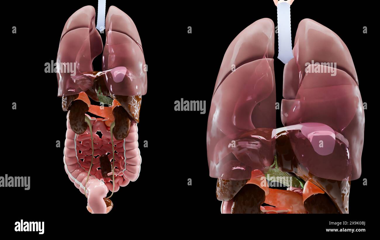 Anatomie humaine, organes et os internes, organes respiratoires et digestifs et parties du système circulatoire veineux nerveux sur fond noir, intestin et STO Banque D'Images