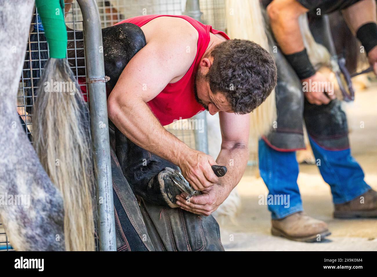 SHEPTON MALLET, SOMERSET, ROYAUME-UNI. Le 1er juin 2024, gros plan et plans détaillés des farriers fabriquant des fers à cheval dans des forges et les adaptant aux chevaux de la classe apprentie ferrant au Royal Bath and West Show 2024. Crédit John Rose/Alamy Live News Banque D'Images