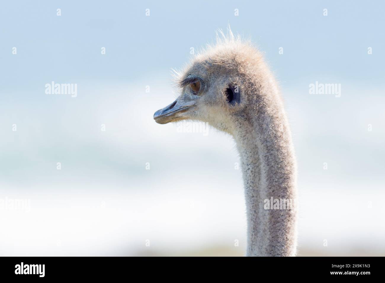 Une autruche sud-africaine, Struthio camelus australis, dans le Cap de bonne-espérance Banque D'Images