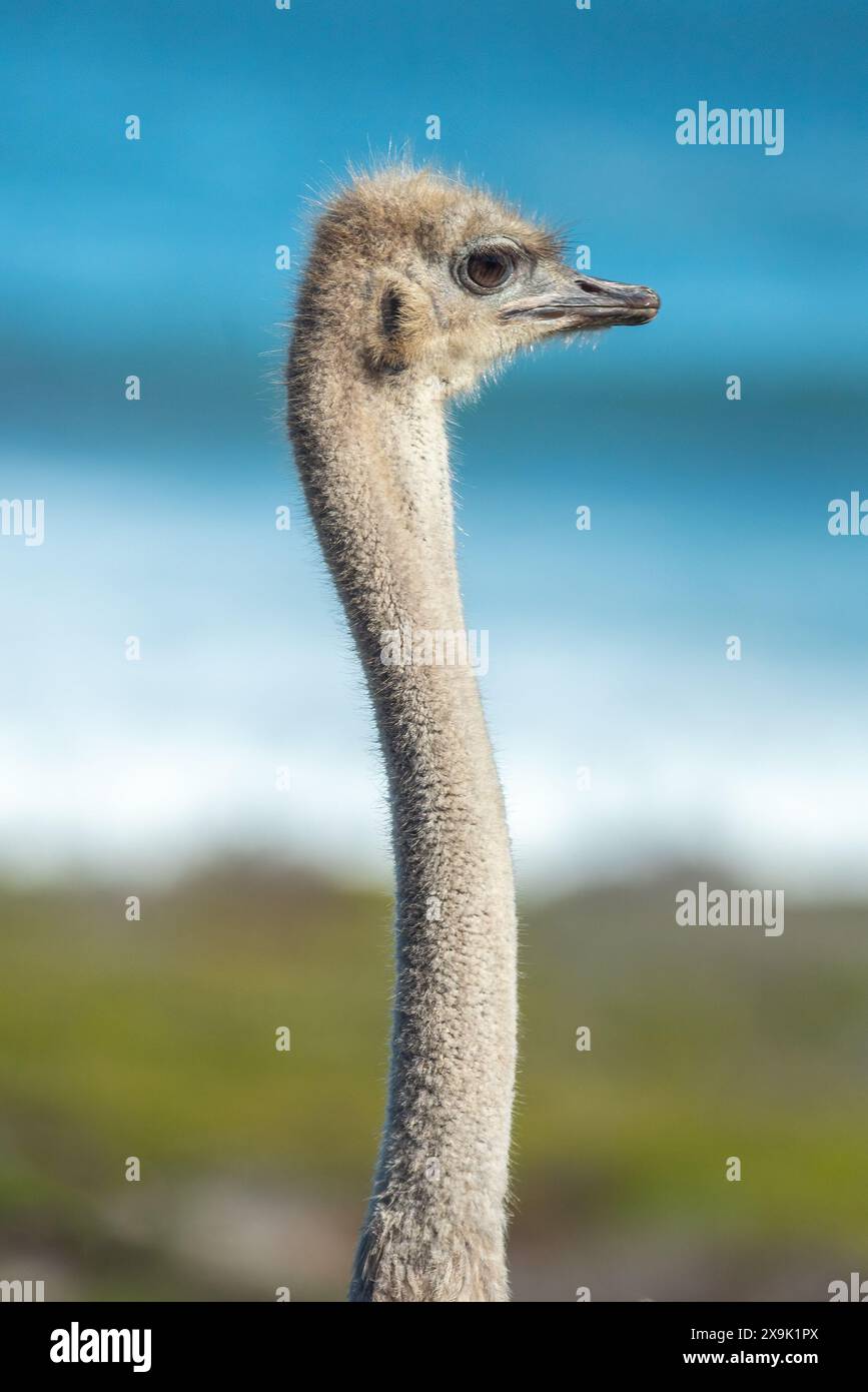 Une autruche sud-africaine, Struthio camelus australis, dans le Cap de bonne-espérance Banque D'Images
