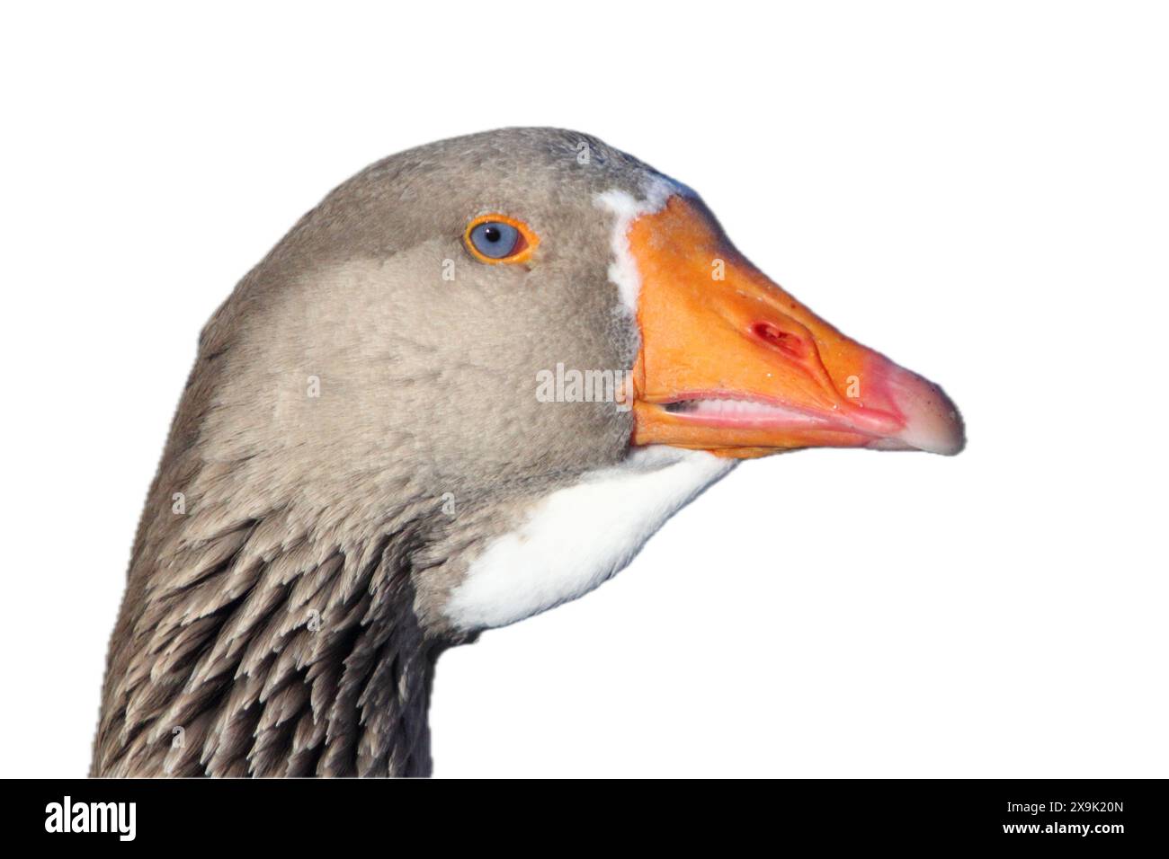 Les oies sont des oiseaux aquatiques de la famille des Anatidae. Ce groupe comprend les genres Anser (les oies grises) et Branta (les oies noires). Banque D'Images