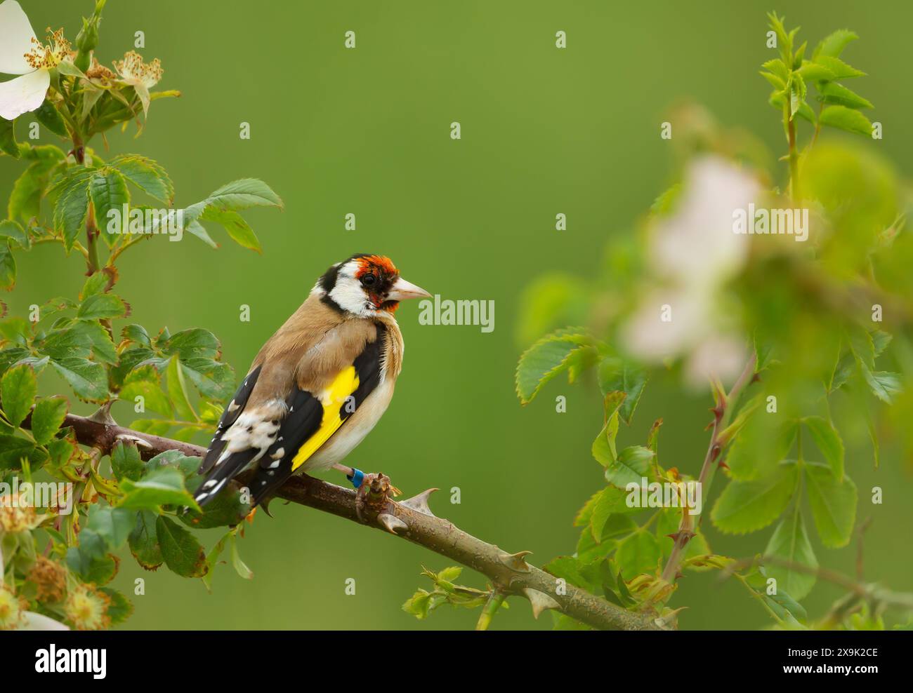 Gros plan d'un goldfinch européen perché sur une brindille Banque D'Images