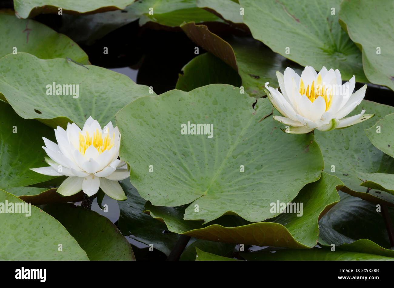 Nénuphar blanc américain, Nymphaea odorata Banque D'Images