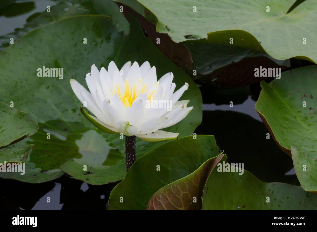 Nénuphar blanc américain, Nymphaea odorata Banque D'Images