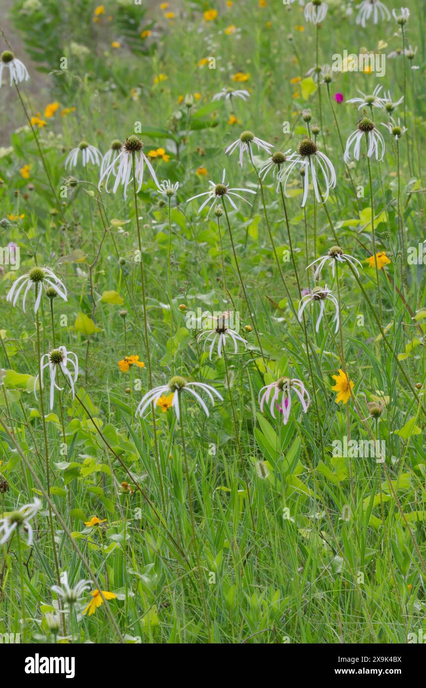 Échinacée pâle, Echinacea pallida Banque D'Images