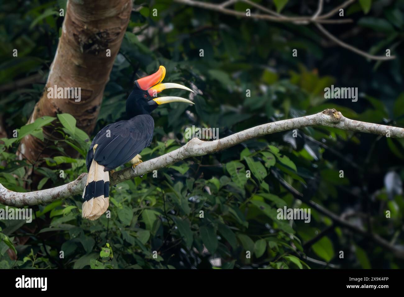 Rhinocéros Hornbill - rhinocéros Buceros, grand bel oiseau emblématique avec bec coloré des forêts tropicales d'Asie du Sud-est, rivière Kinabatangan, Bor Banque D'Images