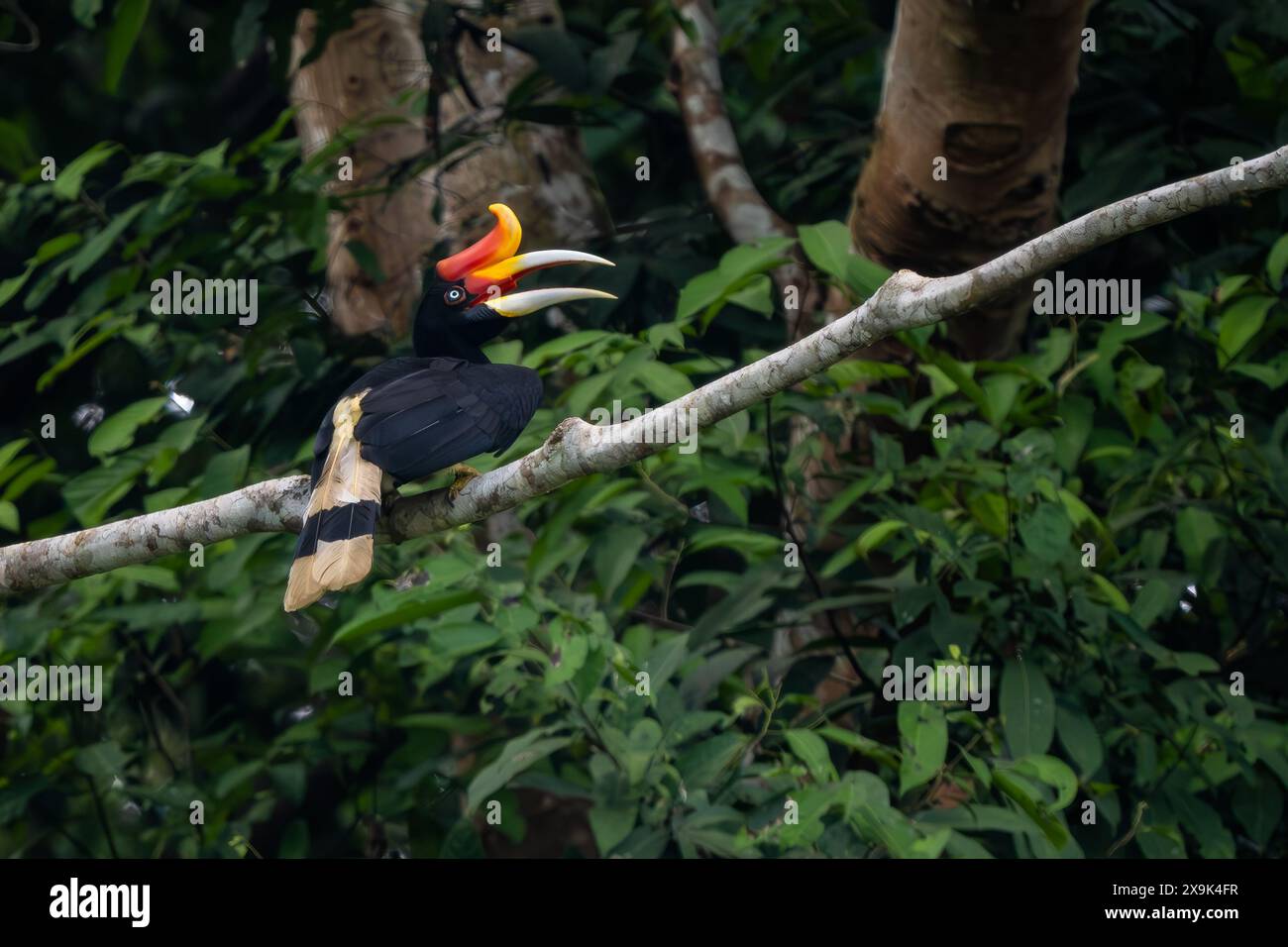 Rhinocéros Hornbill - rhinocéros Buceros, grand bel oiseau emblématique avec bec coloré des forêts tropicales d'Asie du Sud-est, rivière Kinabatangan, Bor Banque D'Images