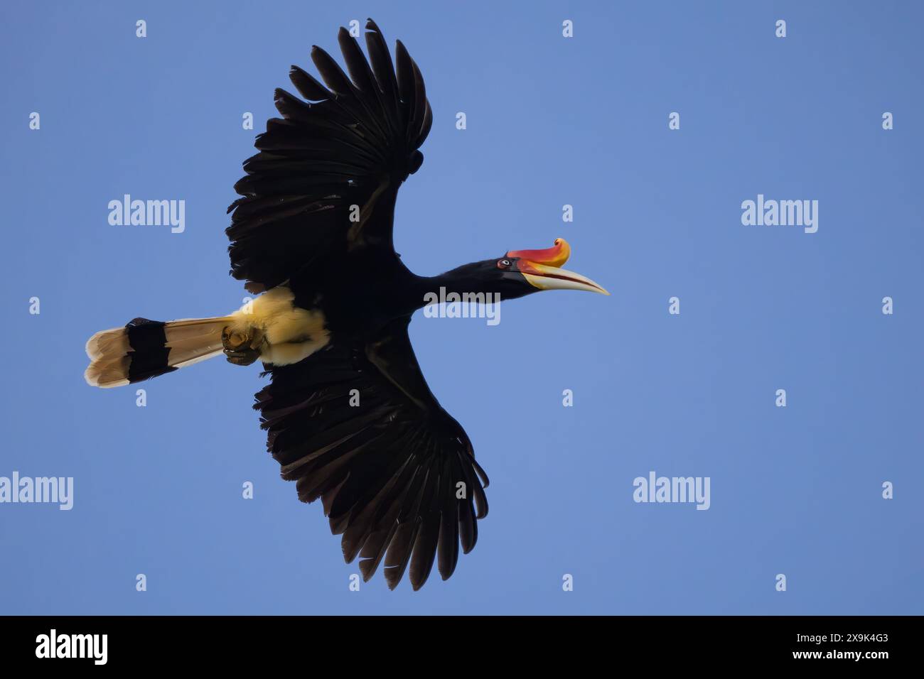 Rhinocéros Hornbill - rhinocéros Buceros, grand bel oiseau emblématique avec bec coloré des forêts tropicales d'Asie du Sud-est, rivière Kinabatangan, Bor Banque D'Images