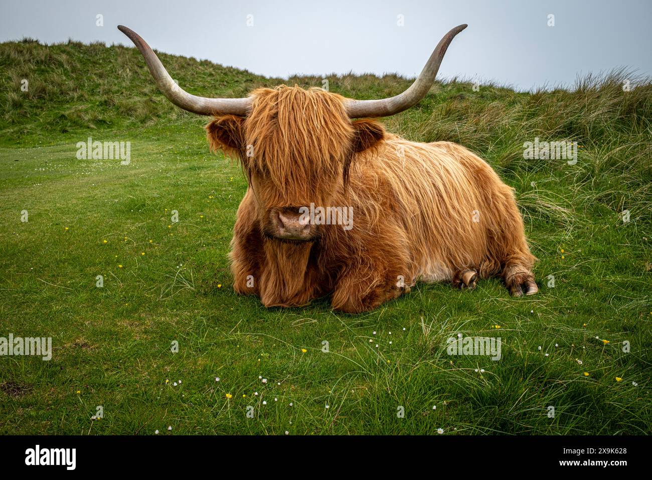 Vache Highland sur dune prairie, Dornoch, Écosse sur la route North Coast 500. Banque D'Images