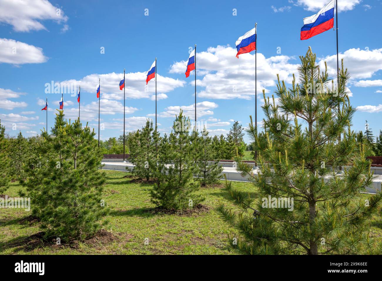 RÉGION DE SARATOV, RUSSIE - 04 MAI 2024 : Cedar Alley et drapeaux de la RF dans le parc des explorateurs de l'espace. Région de Saratov, Russie Banque D'Images