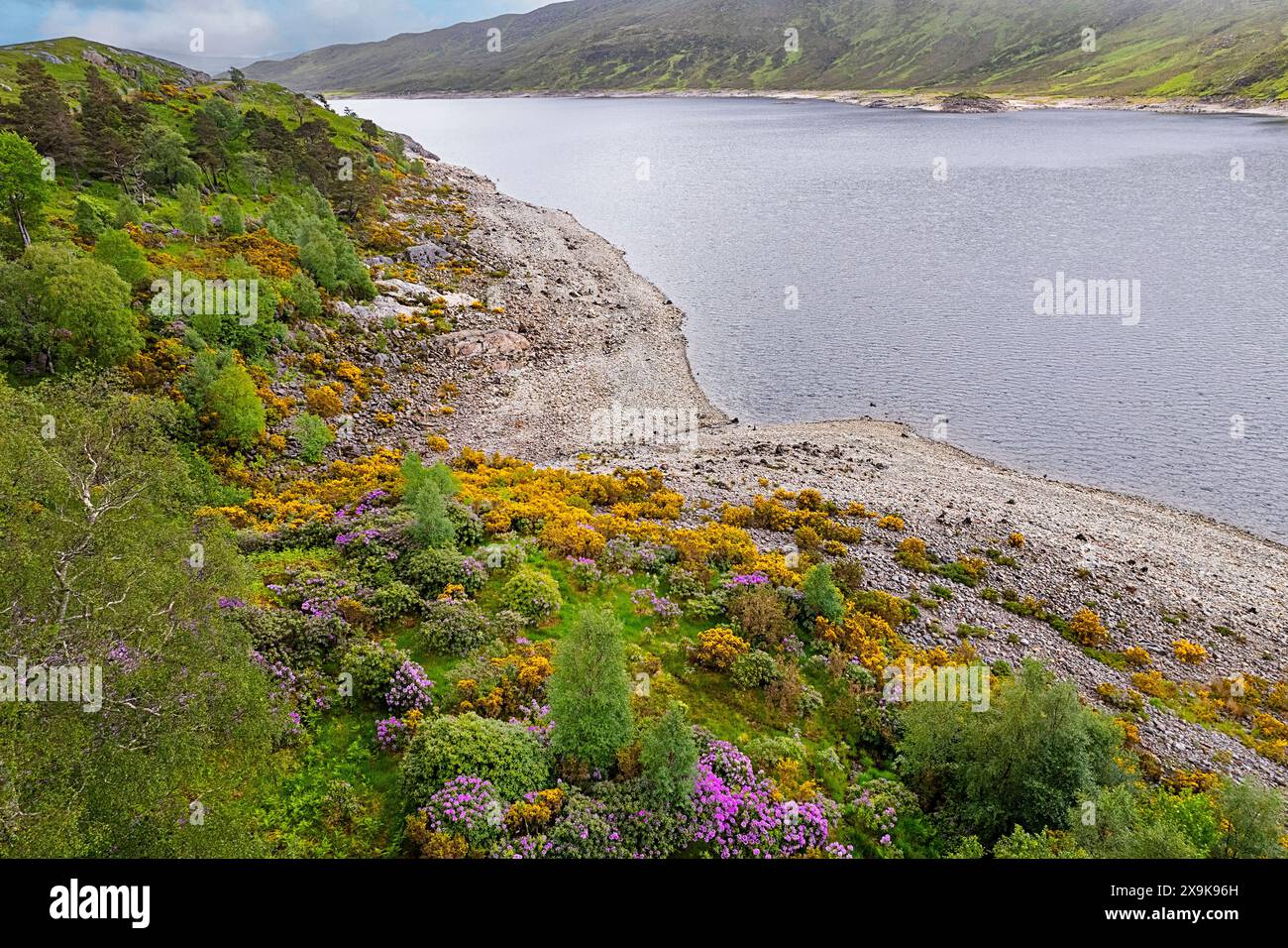 Kinloch Hourn Écosse Loch Quoich vallée de gorse jaune et fleurs de rhododendron violettes au printemps Banque D'Images